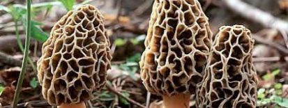 42nd Annual Morel Mushroom Festival – Muscoda